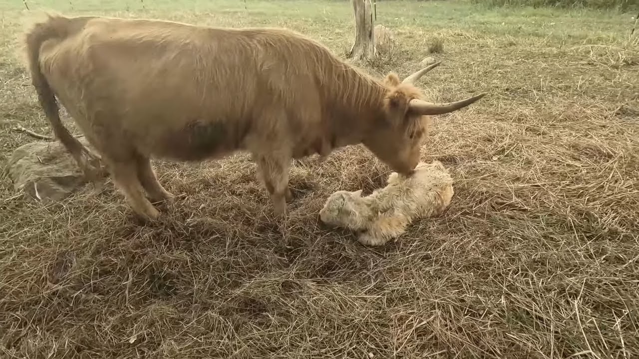 Meet Our First White Highland Bull Calf - Adorable New Baby Born!