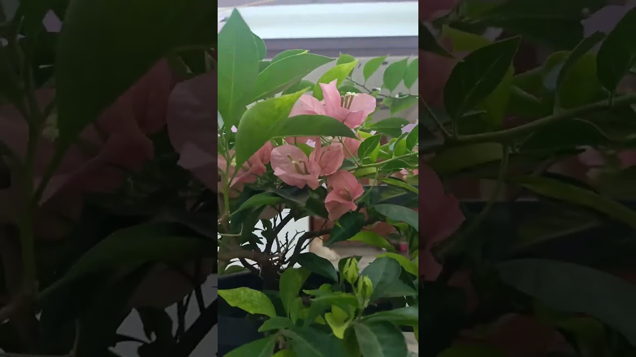 ഇന്ന് എന്റെ വീട്ടിലെ ബോഗൻവില്ല കളക്ഷൻ ആണേ കാണാതെ പോവല്ലേ 