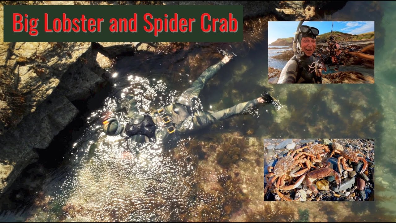 Coastal Foraging. Spider Crab and Lobster. Dressing a Crab. Catch& Cook