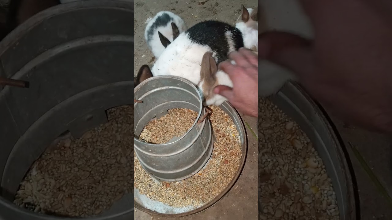 Baby Rabbits Eating Together 🐰 | Cute Rabbit Short January 10, 2026