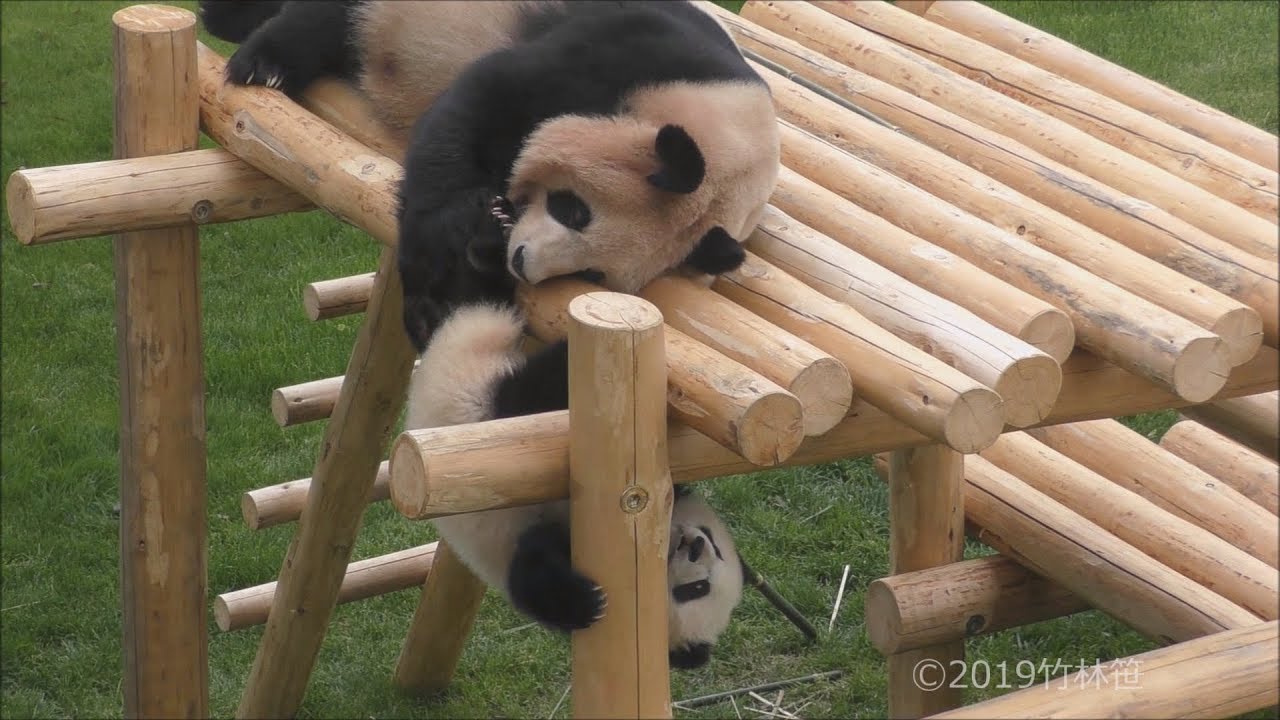 【おきて~🎶】🐼眠たい良浜ママ✨彩浜をとりあえず落としとくｗ🌈💦【親子パンダ】Giant Panda -Rauhin&Saihin-☆sleepy