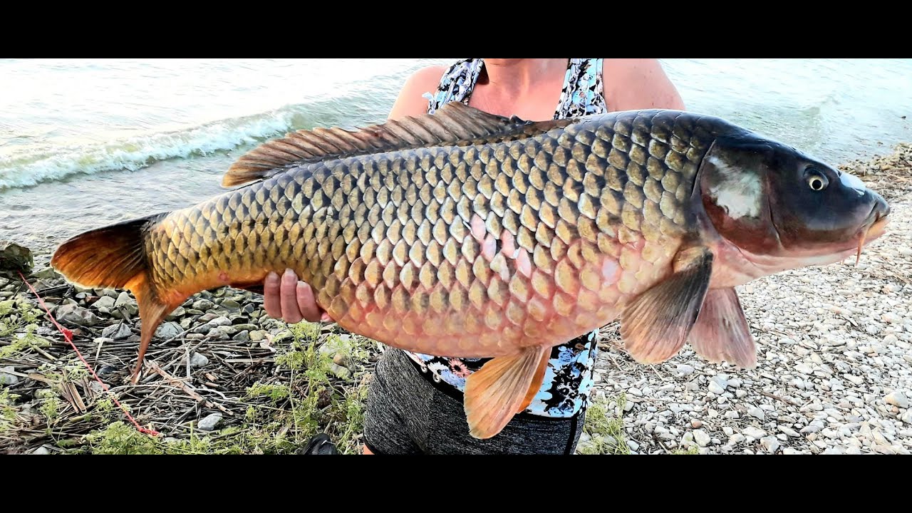 Montură pentru crap și șalău . Povestea crapului de 10 kilograme pescuit pe lacul Razim #pescuit
