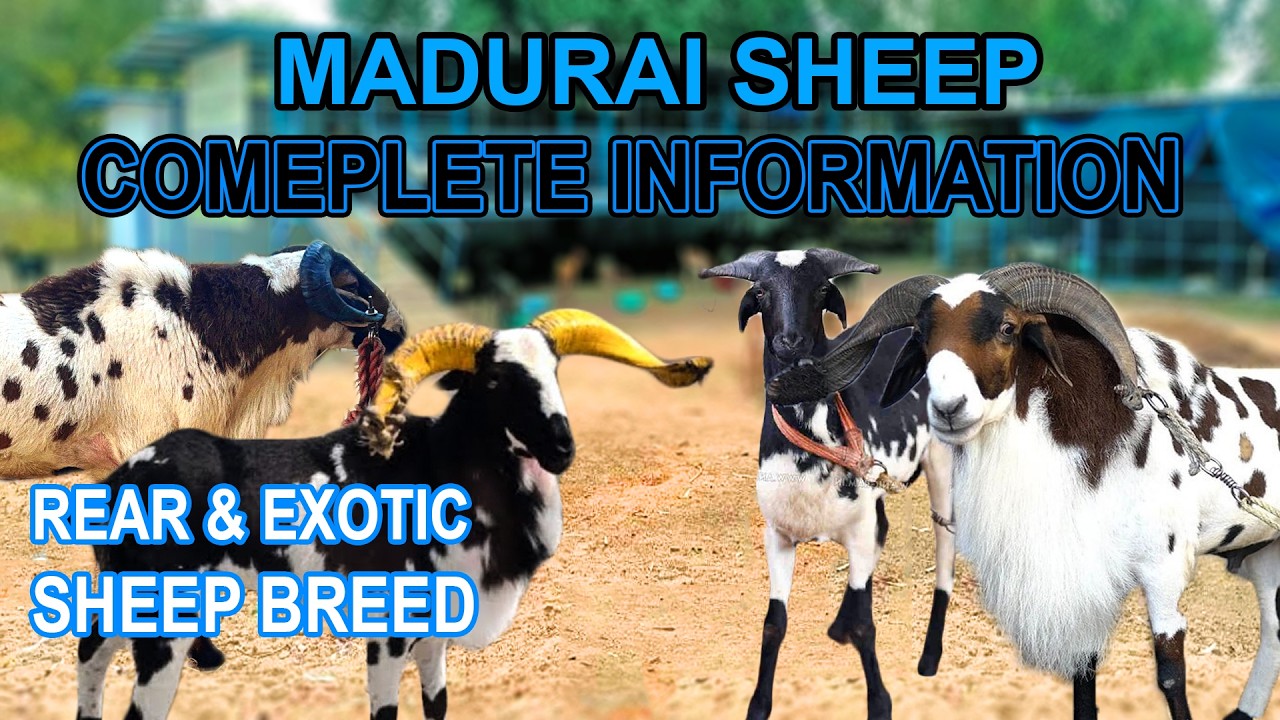 MADURAI BREED FULL INFORMATION | VEMBUR SHEEP BREED EXOTIC?