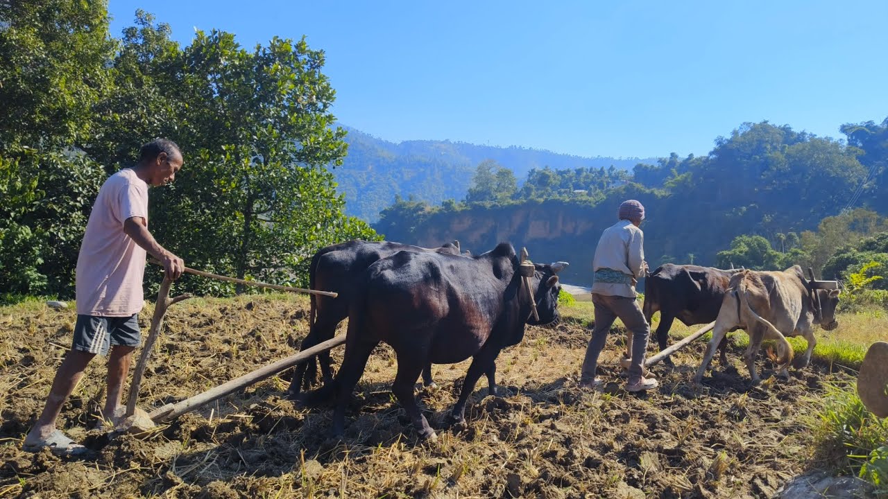 BULLS IN ACTION -REAL FARMING
