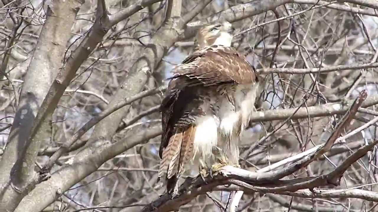 Red-tailed Hawk Preening