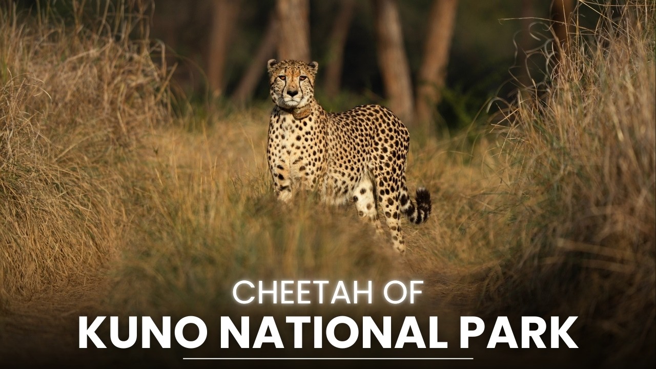 First Cheetah Sighting of Kuno National Park | Cheetah Safari in India | Ahera Gate