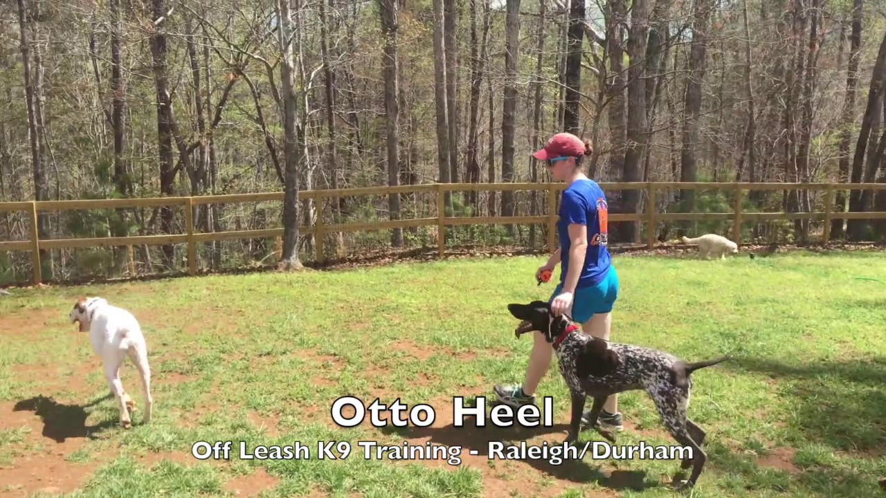 9mo German Shorthaired Pointer 