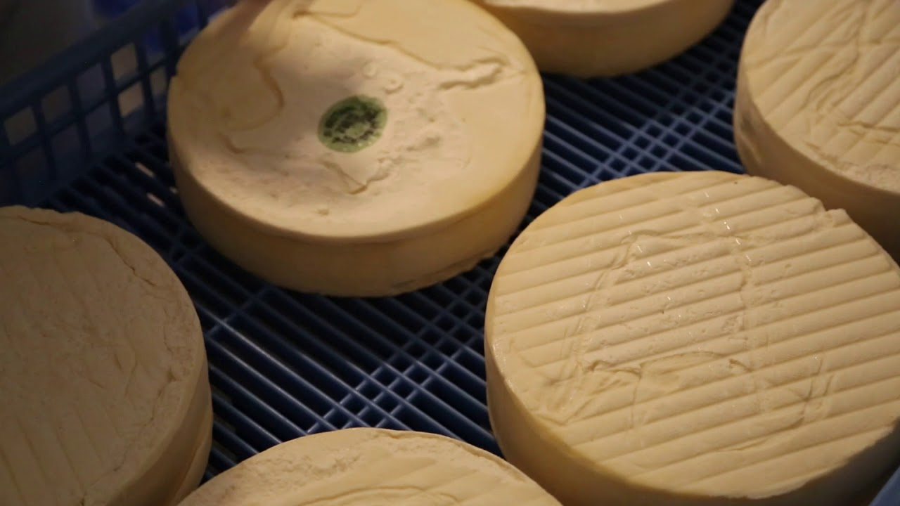 France Cheese Saint Nectaire / France Cantal Affinage du Saint Nectaire Ferme Gaec de la Besseyre