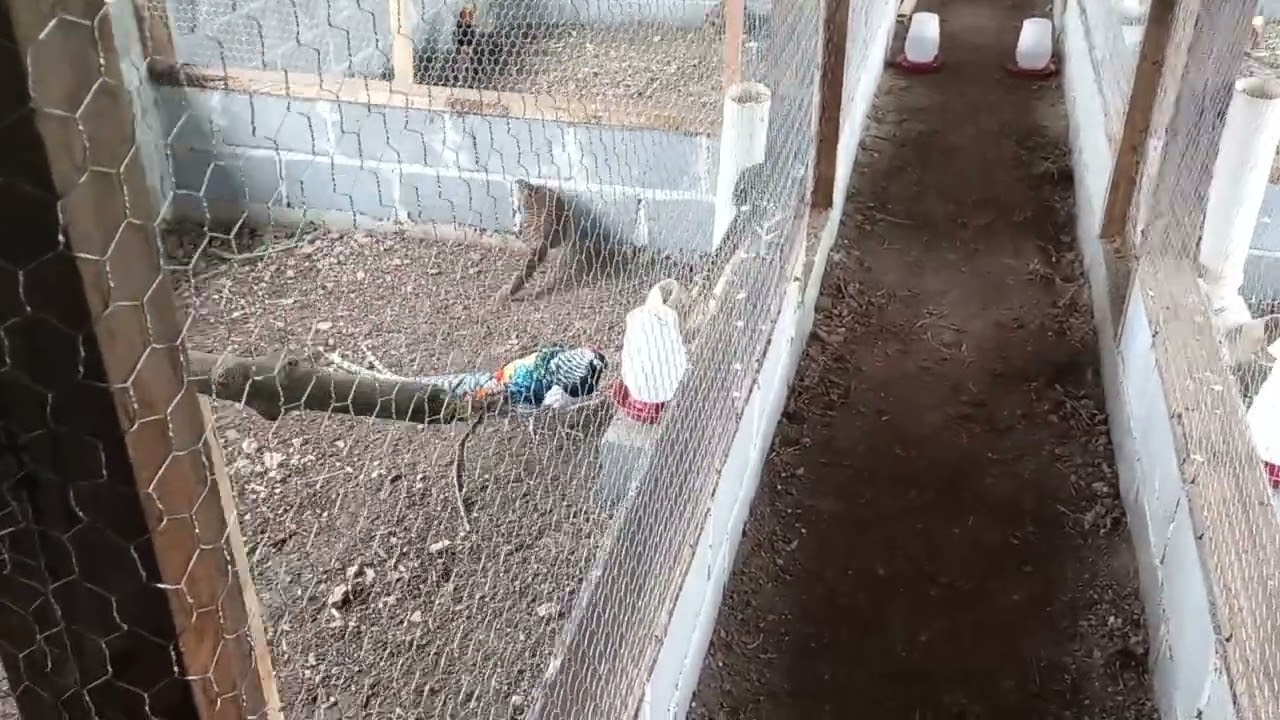 Como vermifugar as aves, faisões e pavões, com o Repercol??? como eu faço?