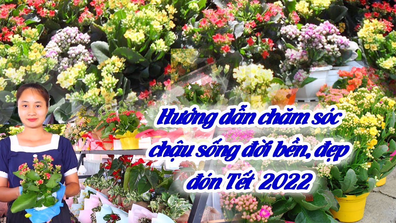 Hướng Dẫn Chăm S&oacute;c C&acirc;y Hoa Sống Đời Bền, Đẹp Đ&oacute;n Tết 2022