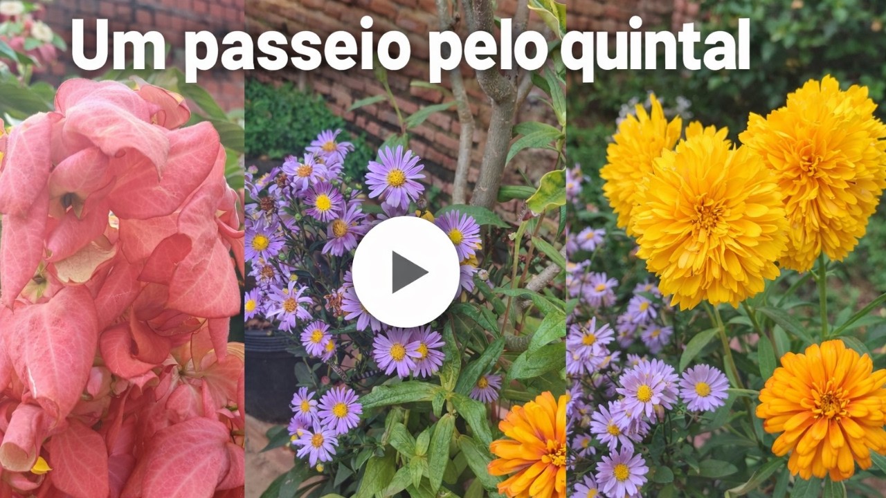 Um passeio pelo quintal da mãe 👀🌸