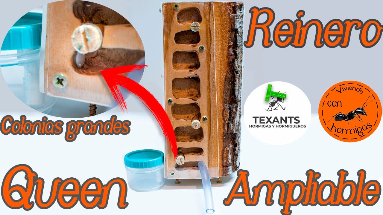 Como hacer un hormiguero de madera TODO EN UNO | Colaboración con TEXANTS