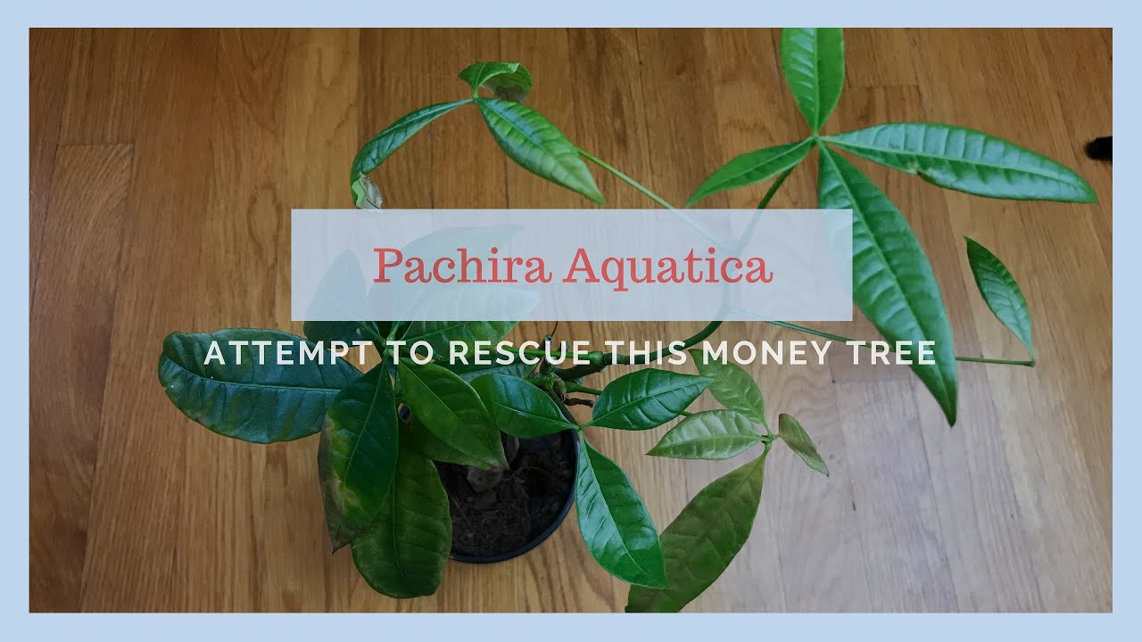 Можно ли его спасти? Попытка спасти денежное дерево (Pachira Aquatica)