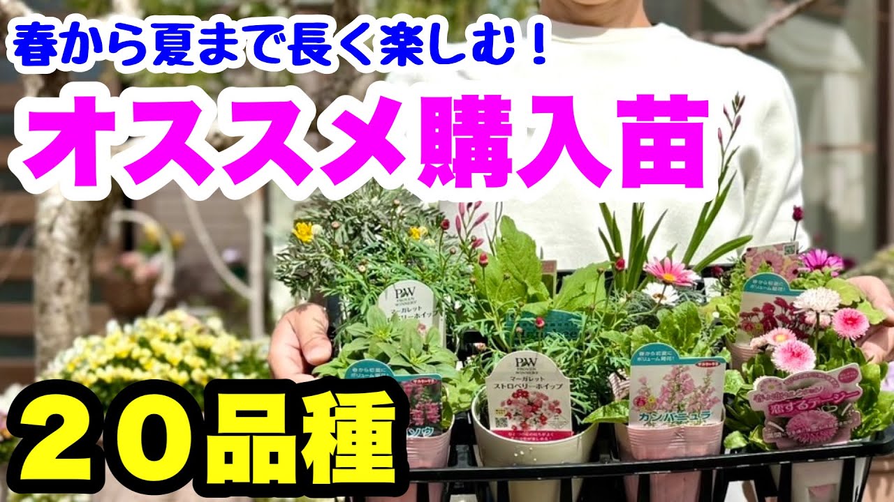 ■春に植えたい！【お勧めの購入苗】20品種🌱