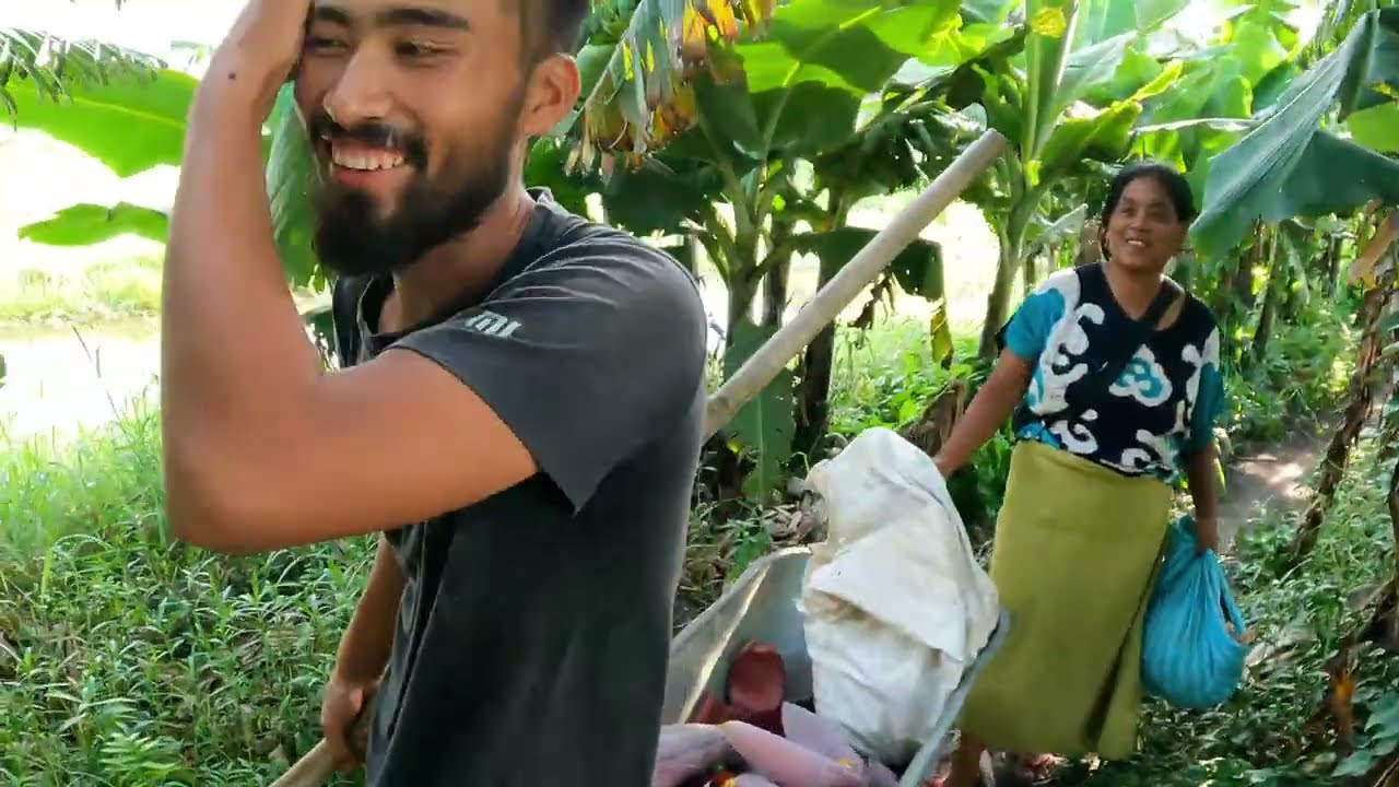 Sustainable Farming: Harvesting Banana Blossoms