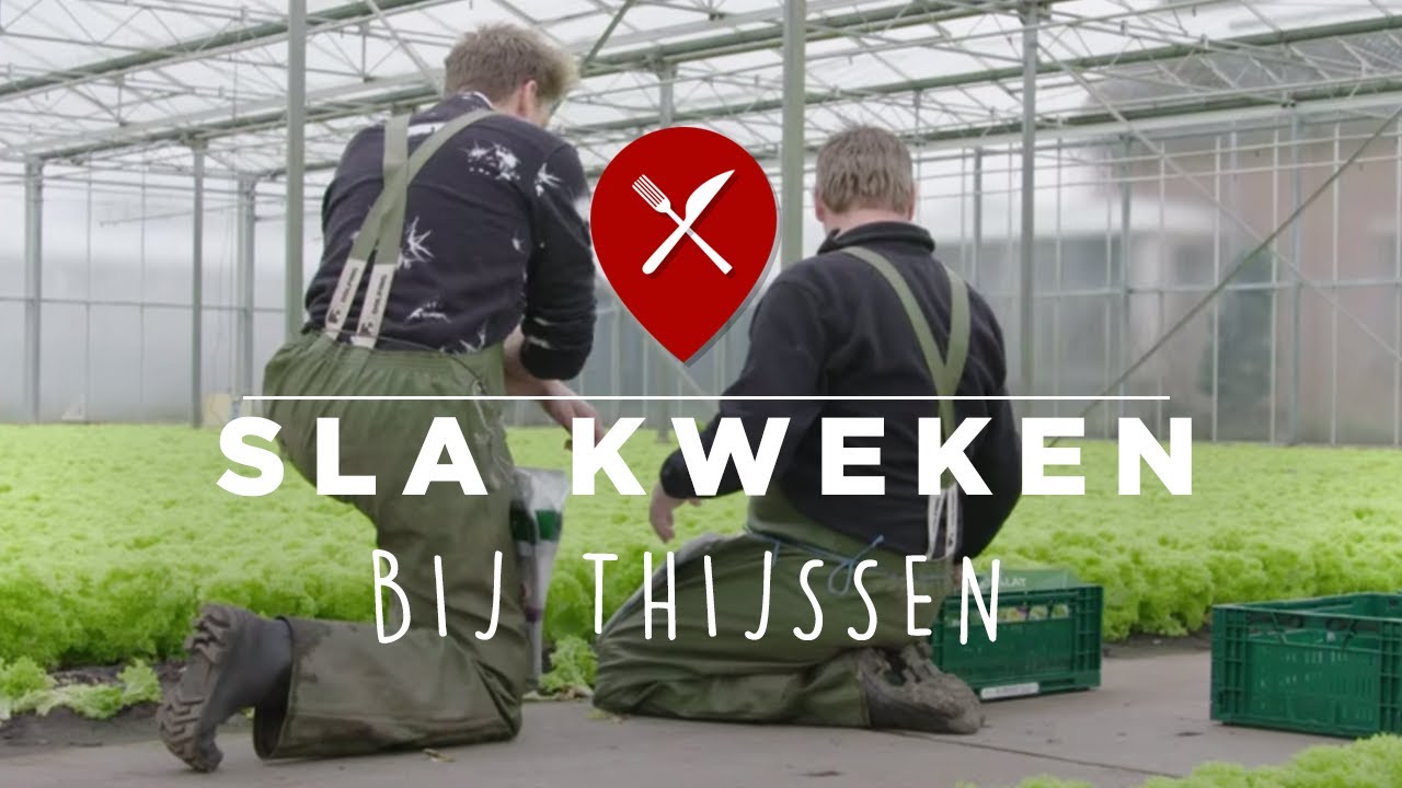 Sla kweken bij sla-kwekerij Thijssen