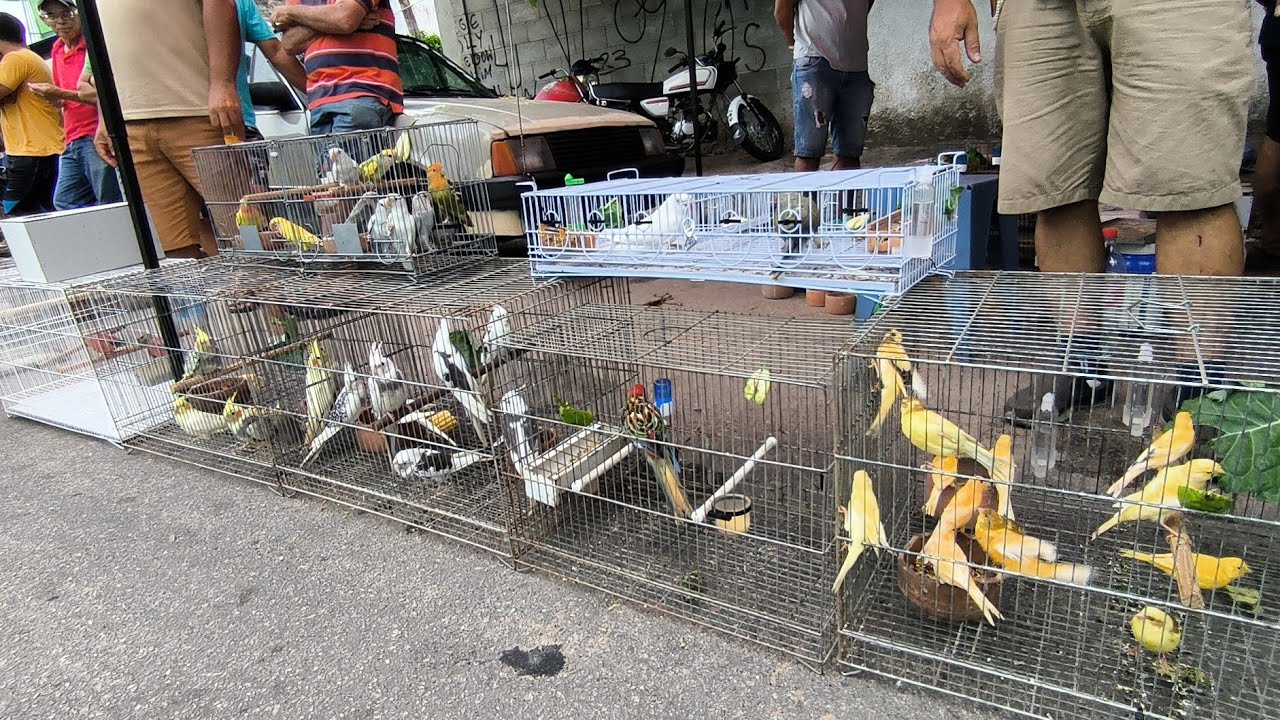 CONHEÇA MAIOR FEIRA DE PÁSSARO EXÓTICO DE CAMPINA GRANDE-PB BAIRRO DA PRATA 