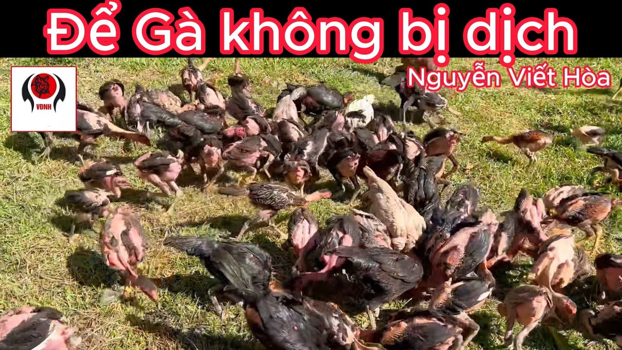 Nuôi gà cứ bị dịch hoài cần làm gì để nuôi gà thành công | Nguyễn Viết Hòa