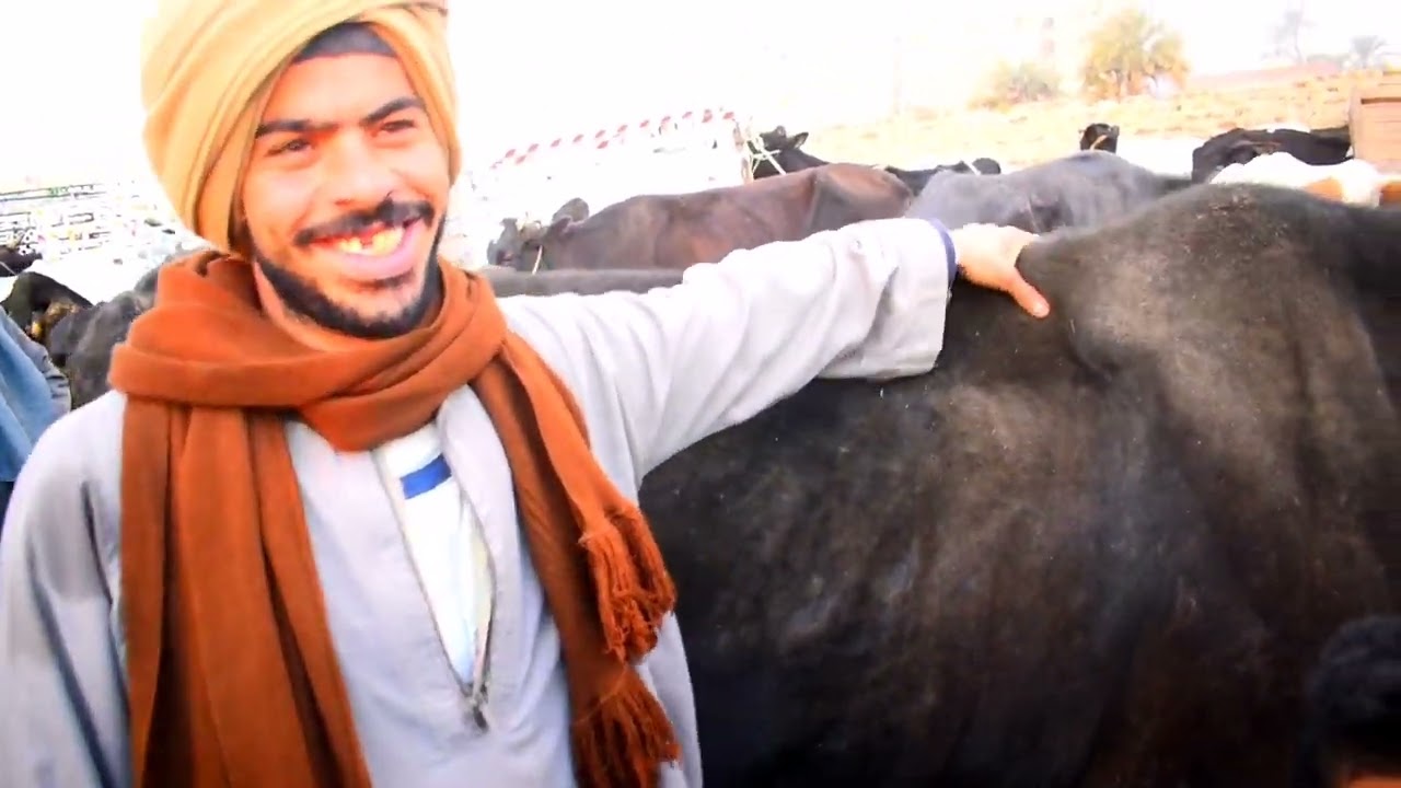 رحله من القصير لسوق مواشي قوص.