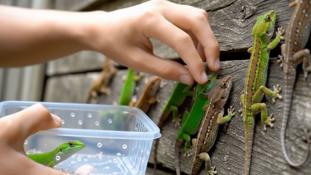 Hand Catching Locusts, Beautiful Frogs, Lizards & Tiny Rare Insects