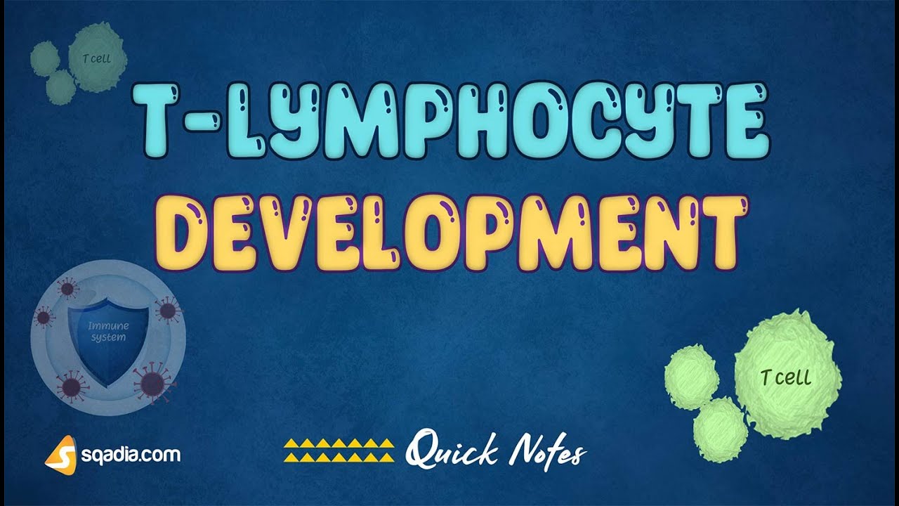 T-Lymphocyte Development - Introduction