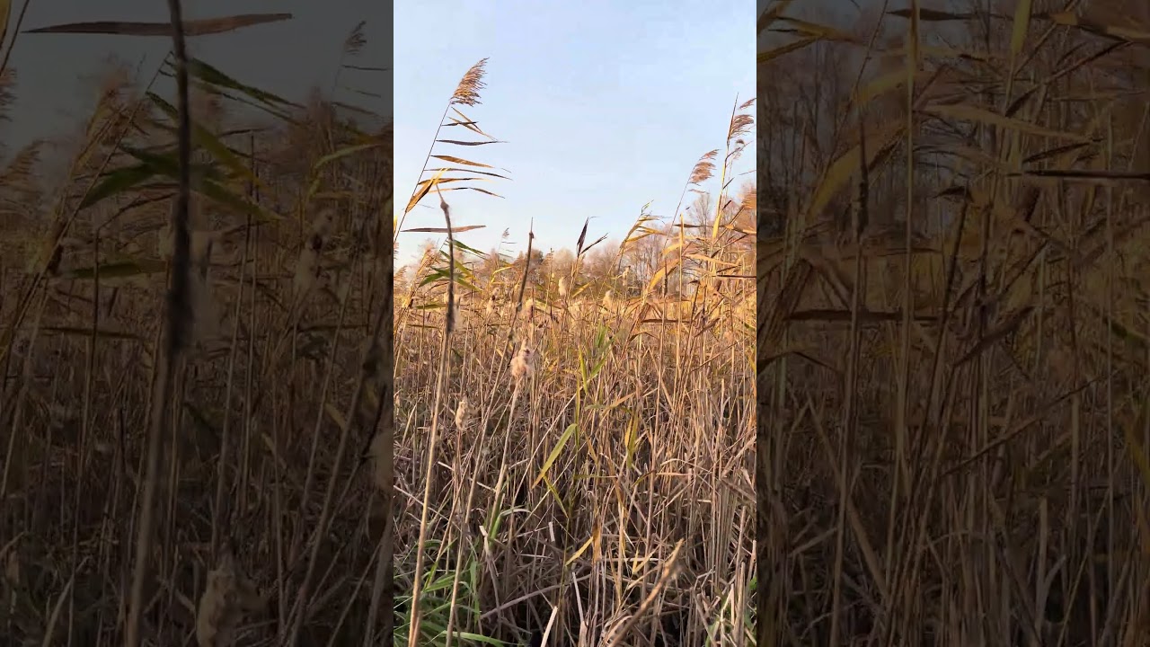 Grojec Stawy Adolfińskie - Staw Kościelecki. Pałki wodne, trzcina pospolita.