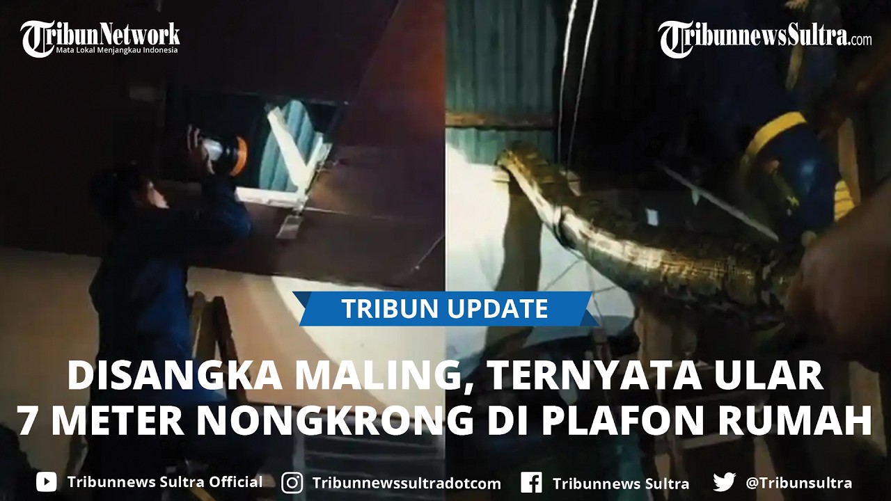 Dikira Pencuri Ternyata Ular Piton 7 Meter di Plafon Rumah Warga Kemaraya Kendari Sulawesi Tenggara