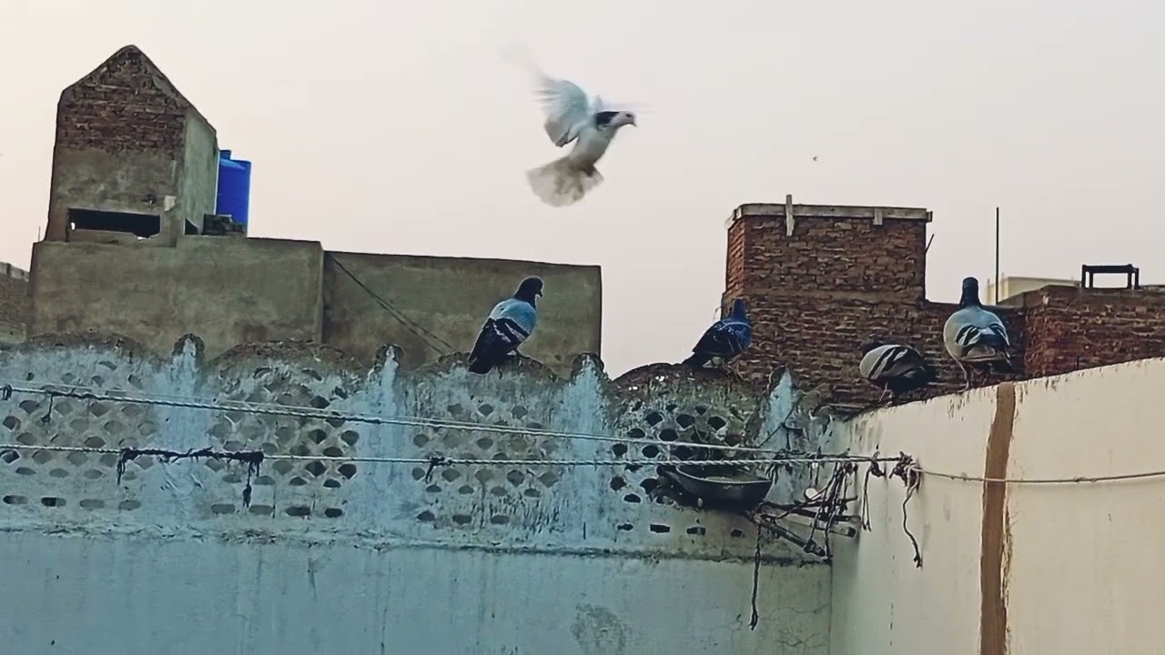 New Series. S1 E11. Birds 🐦 activity on our roof top Wednesday 21.01.2026.