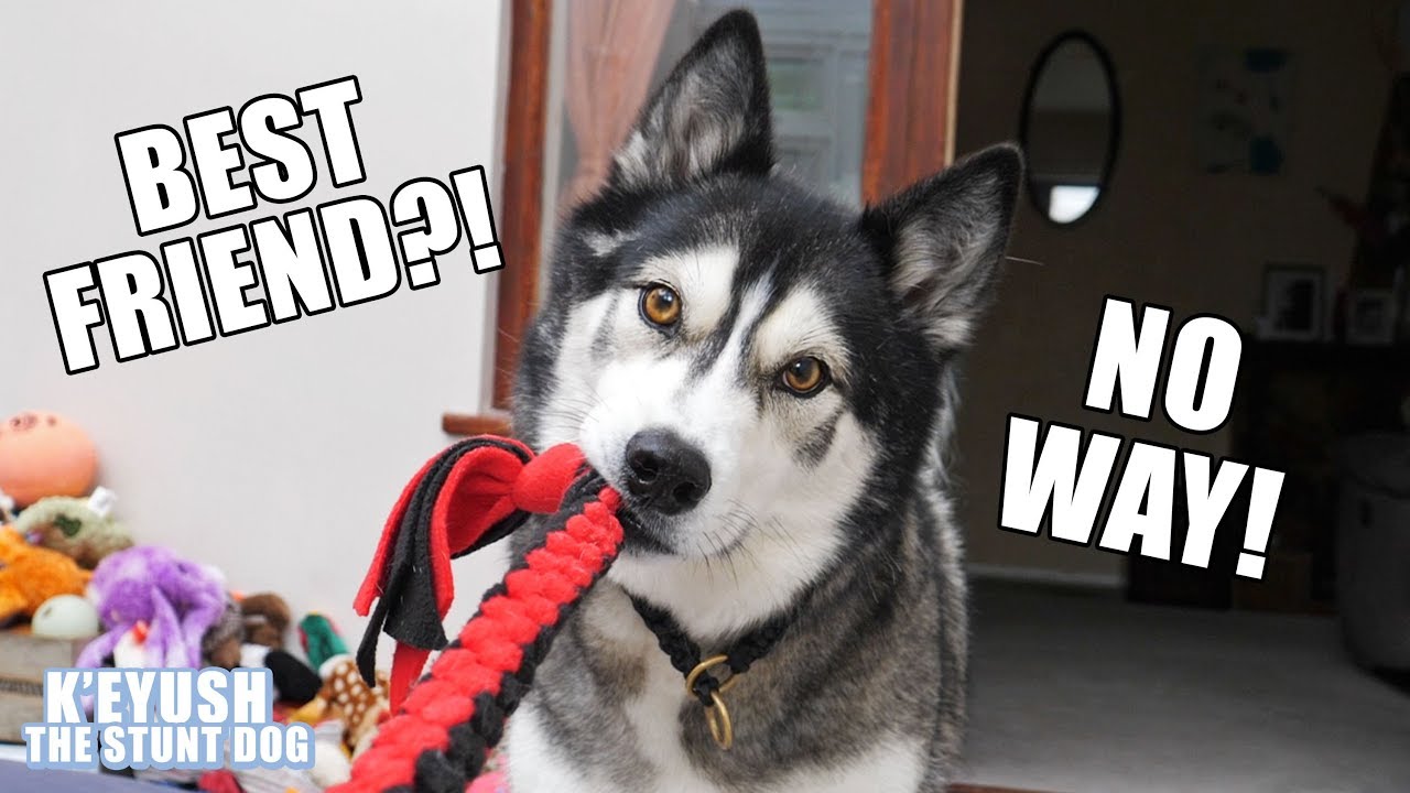 Telling My Dog His Best Friend Is Visiting! He's SHOCKED!