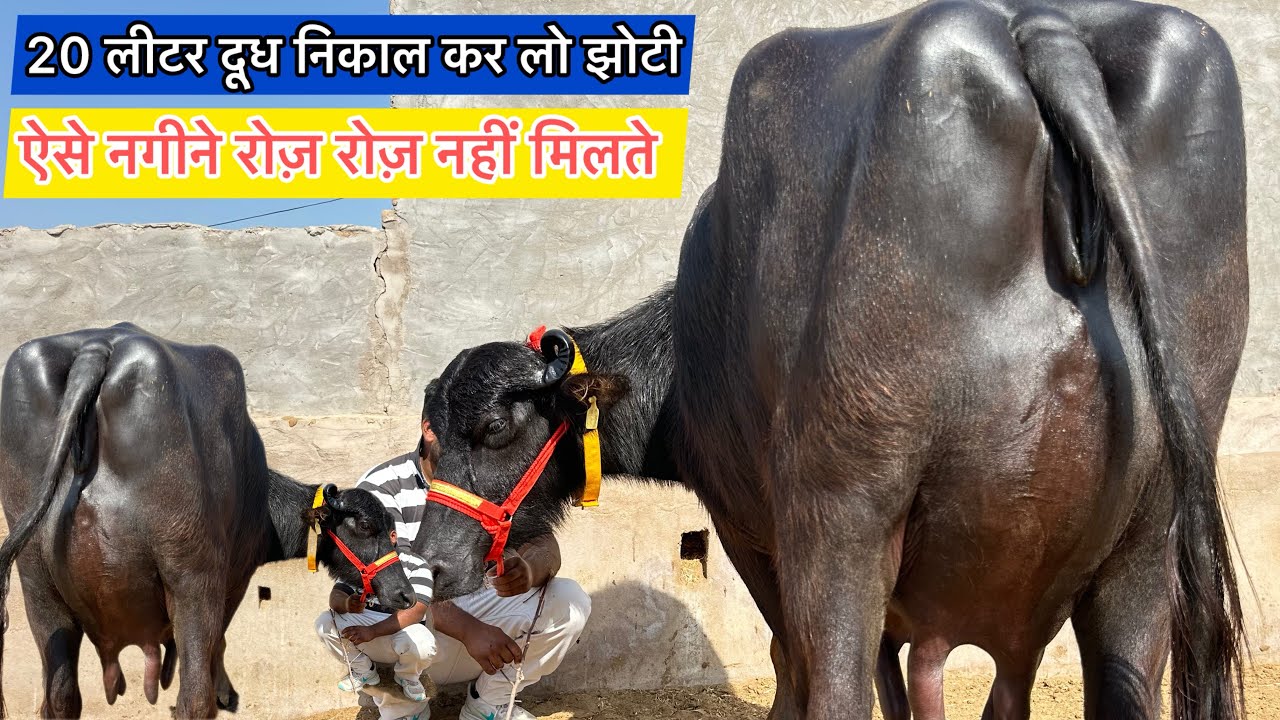 20 लीटर दूध निकाल कर ख़रीदे दूसरे बियात की झोटी । 2 झोटीया बिकाऊ । 2 Buffalo For Sale 