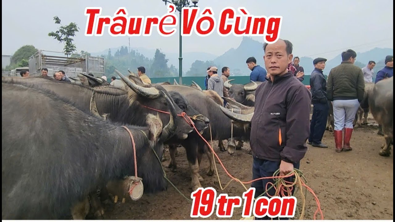 CHỢ TRÂU BẮC HÀ THƯƠNG LÁI CHỐT NHIỀU TRÂU LẠ