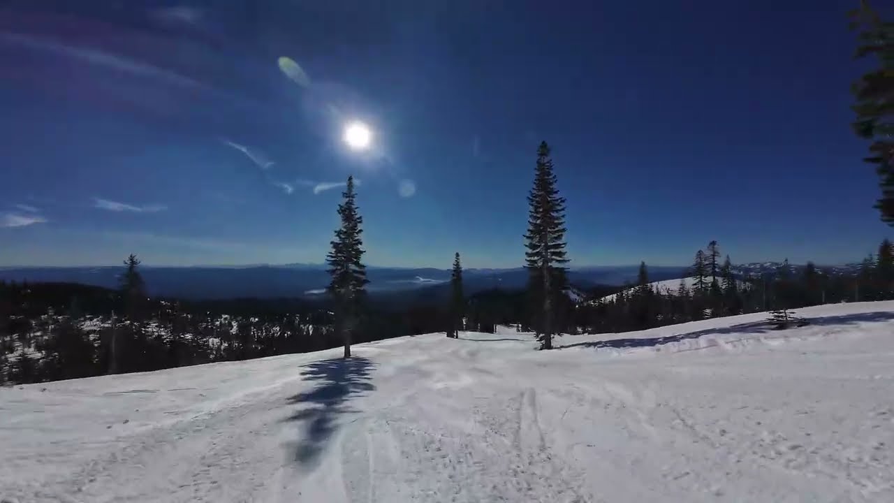 Mount Shasta Ski Park, Gray Butte, Coyote. January 13, 2026
