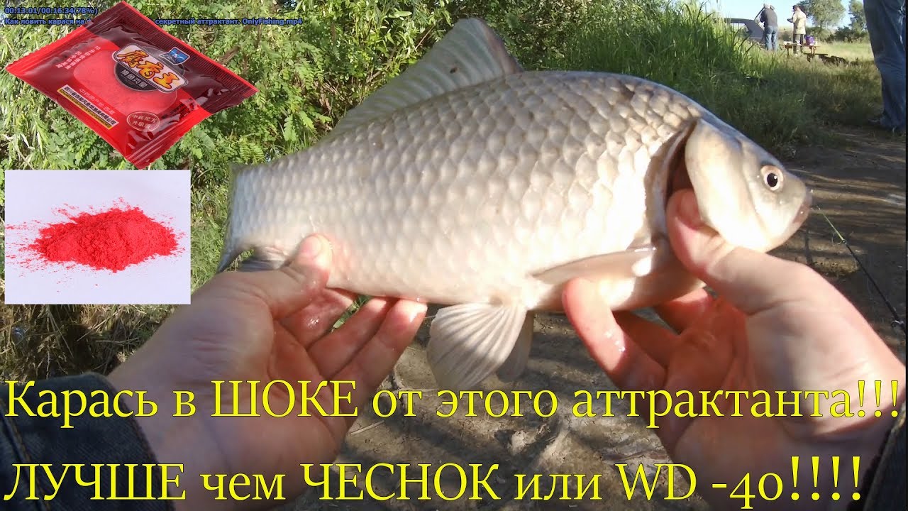 ОГРОМНЫЙ КАРАСЬ дуреет от этого аттрактанта он лучше чеснока! ШОК. Рыбалка весной на донку - фидер.