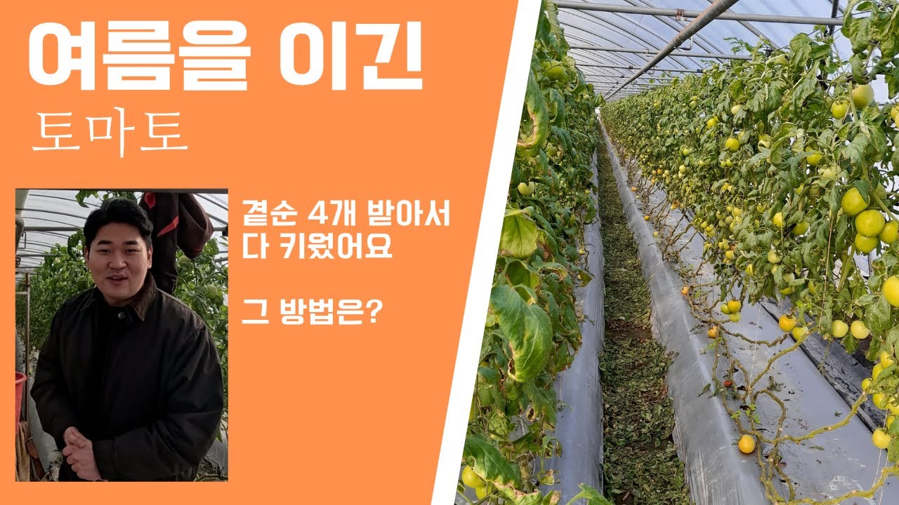 여름에 죽어가던 토마토! 그 토마토를 다 키웠습니다! 우리 이박사님에게 물어봐!