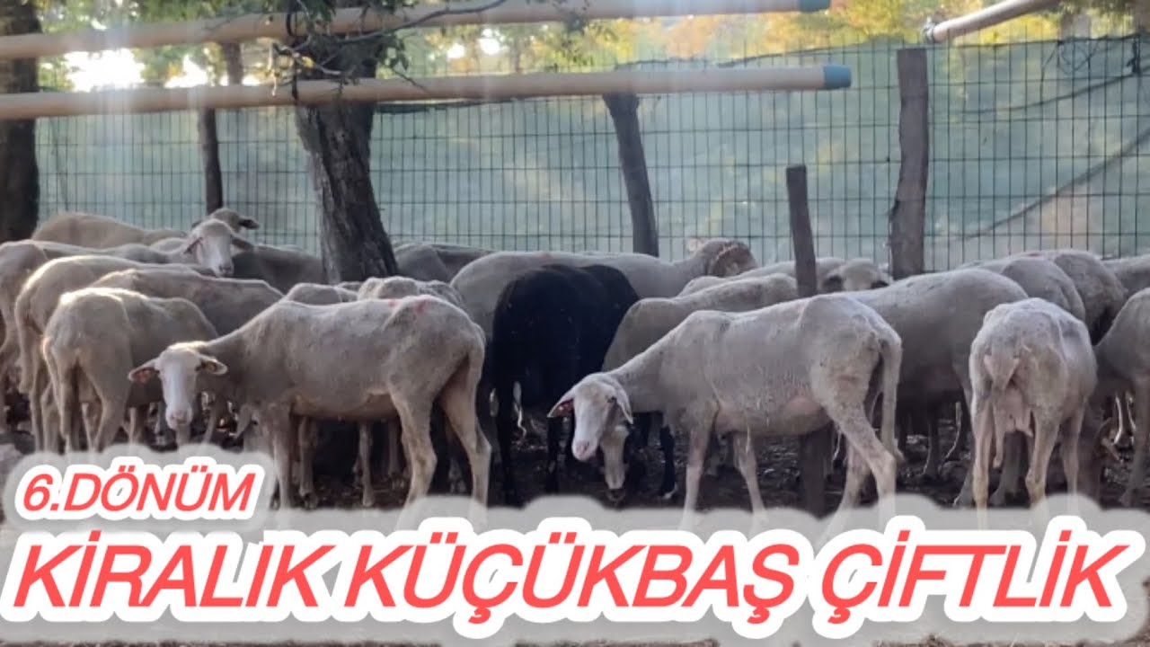 KÖYÜN KENARI KİRALIK KÜÇÜKBAŞ ÇİFLİK YOL-SU-ÇOBAN KULÜBESİ MEVCUT