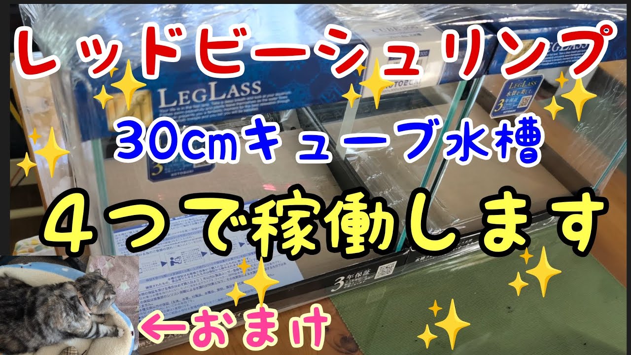 #レッドビーシュリンプ水槽