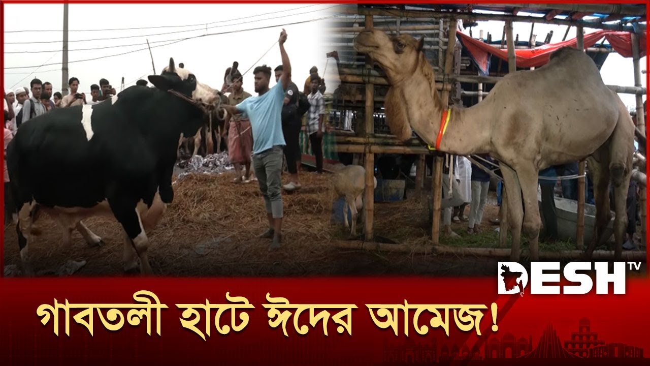 গরু-ছাগলে সরগরম গাবতলী হাট, ঈদের প্রস্তুতি তুঙ্গে | Gabtoli Hat | News | Desh TV