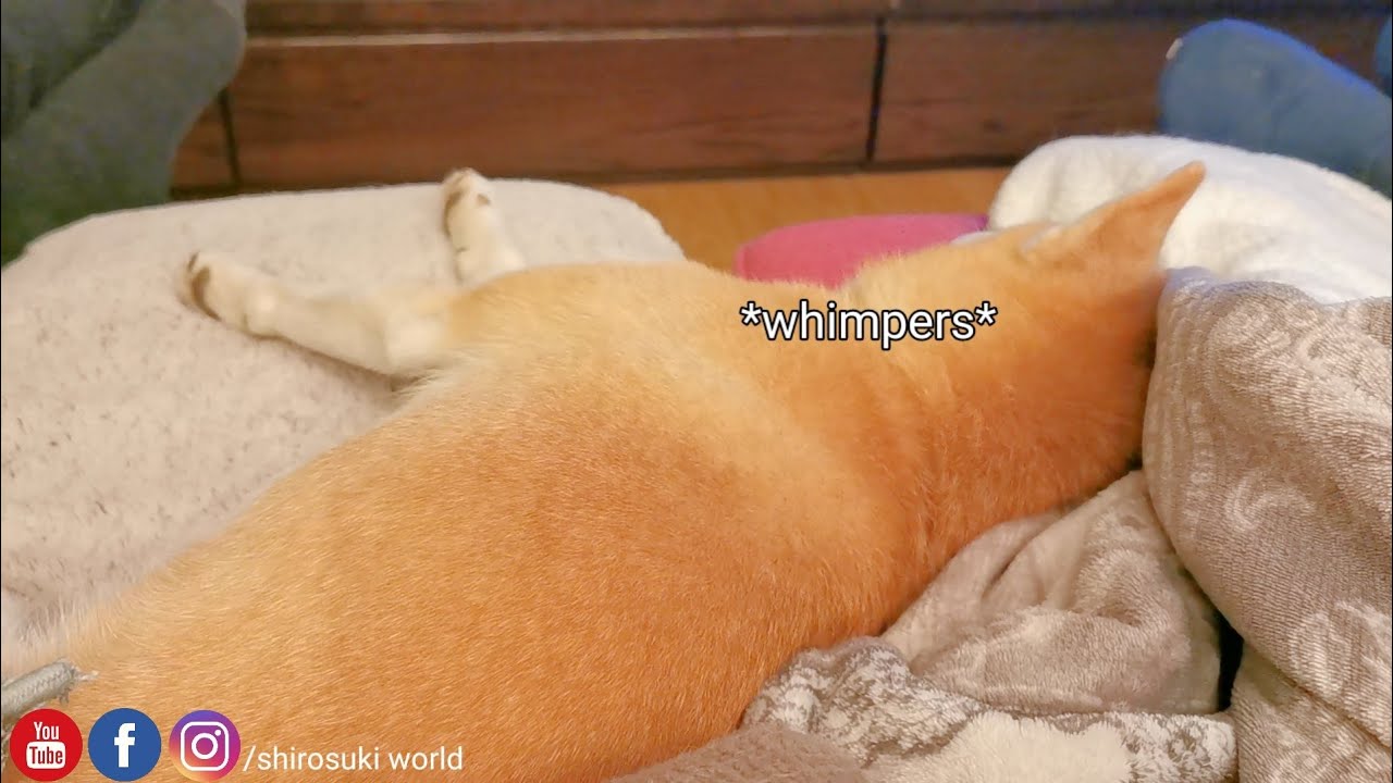 Suki Cries during her Sleep 😓. She had Nightmares 🥲