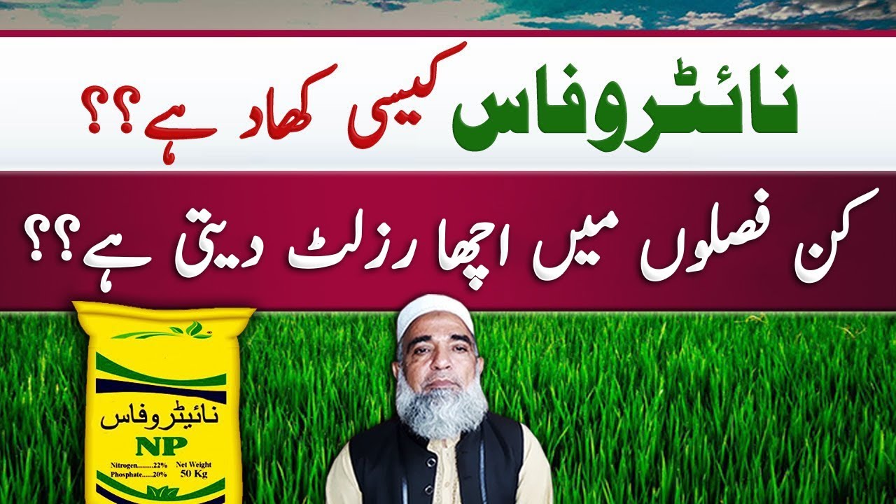 How to use NitroPhos (NP) in different crops || Crop Reformer
