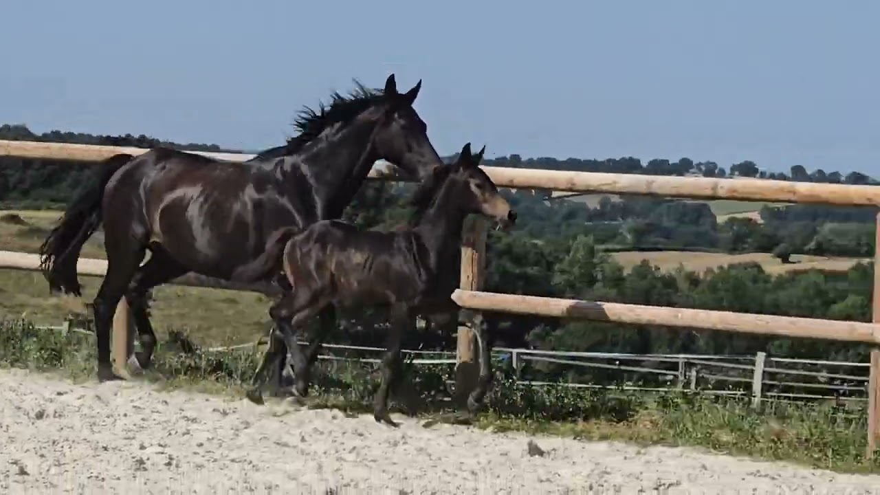 Vanity Fair Of Vencedor ~ Qaside MD x Soliman x Rubinstein • Pouliche kwpn née en 2025 ~ A VENDRE