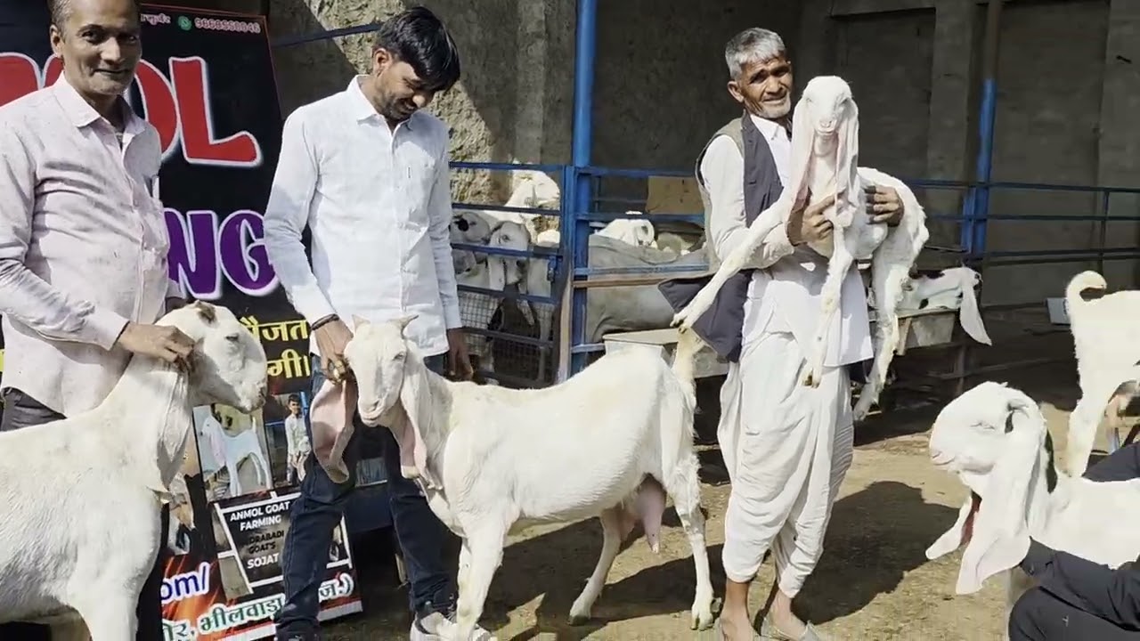 Anmol farming Rajasthan bhilwada bagor