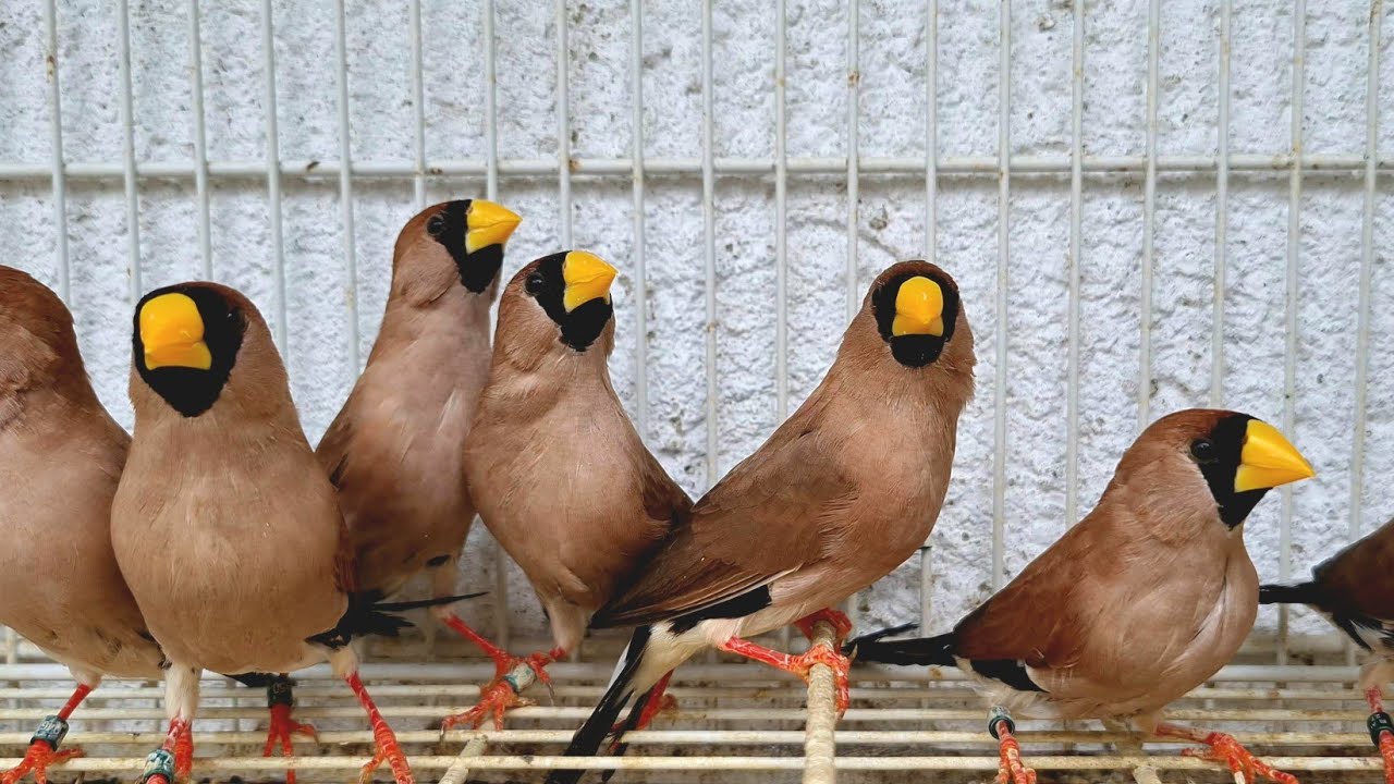 VEJA OS PASSAROS E AVES DA LOJA | Conheçam os PASSAROS E AVES EXÓTICAS DA LOJA