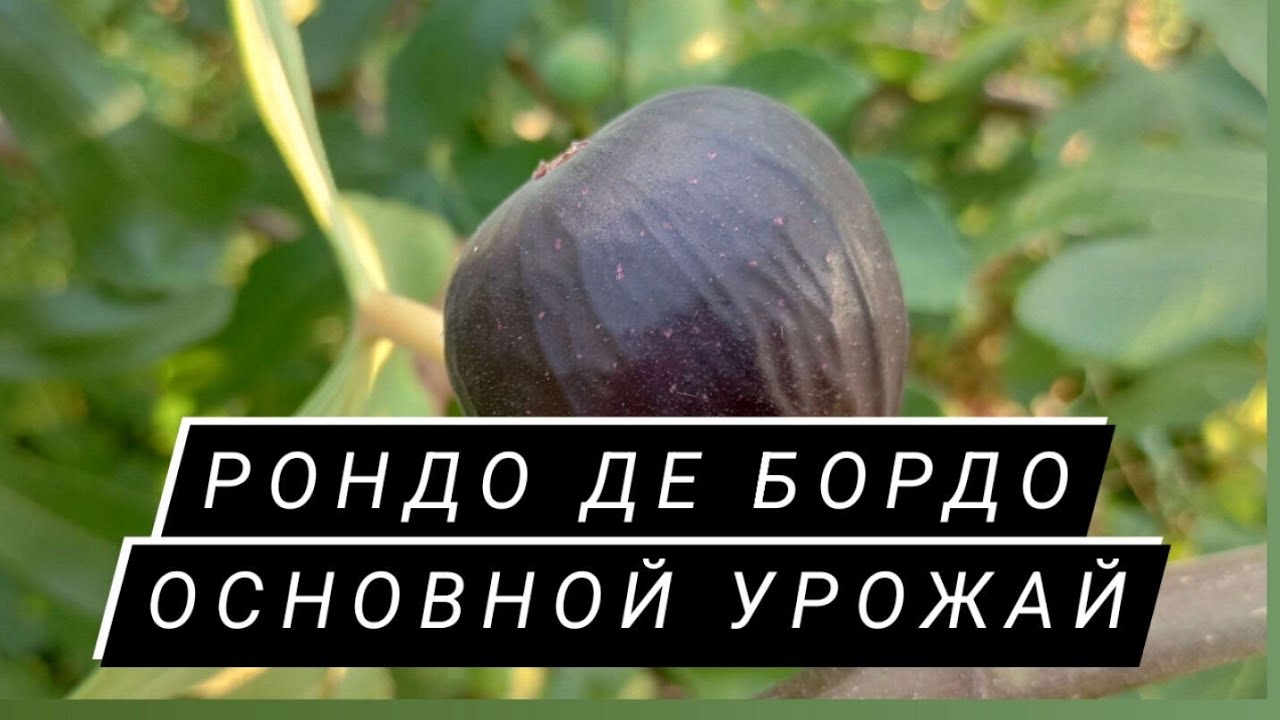 Один из самых ранних сортов инжира