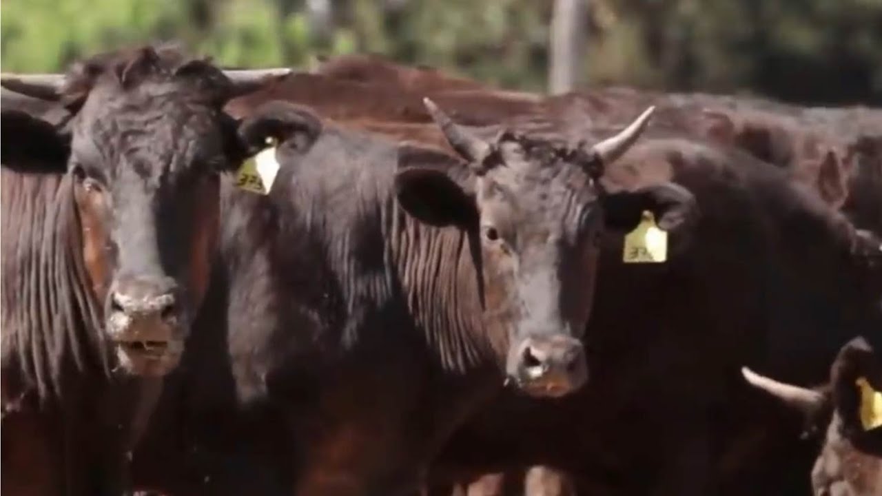 Wagyu traz alta lucratividade ao produtor