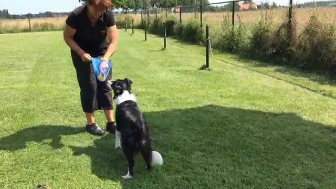 117 Apporteren kun je leren! Your dog how to fetch [subtitled]/