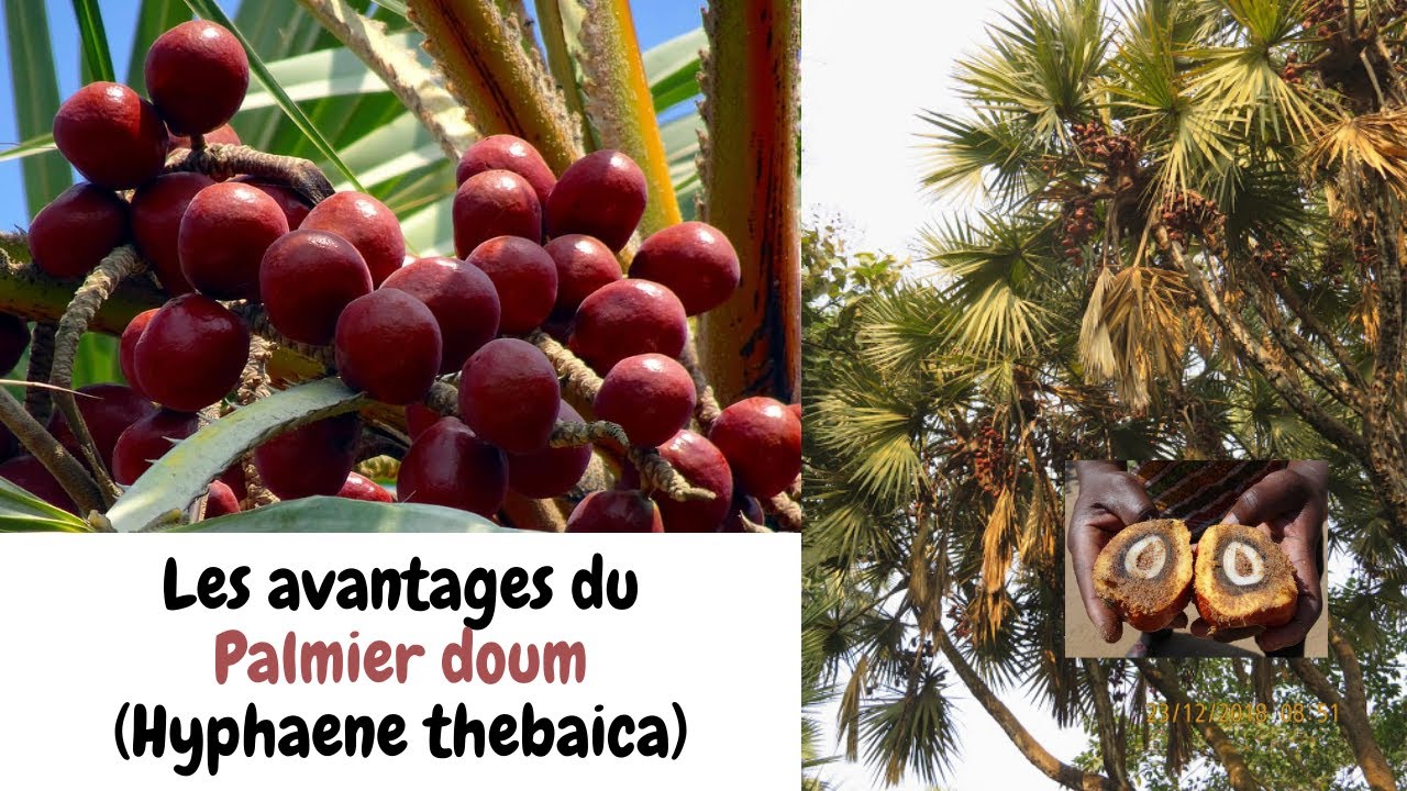 Les avantages du Palmier doum (Hyphaene thebaica) Tour&eacute; Habbatou Saouda +223 66 66 46 73
