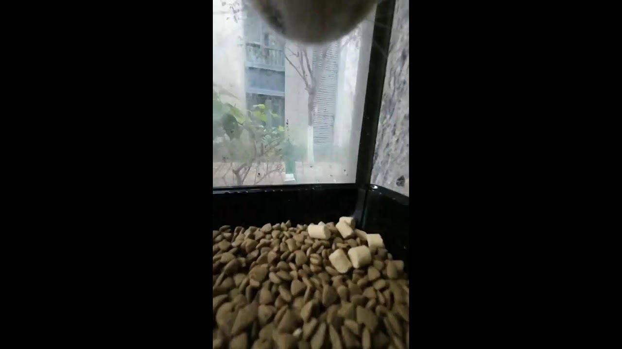 Cat POV Cam Live | Curious Cat Exploring Outdoors | Natural Sounds