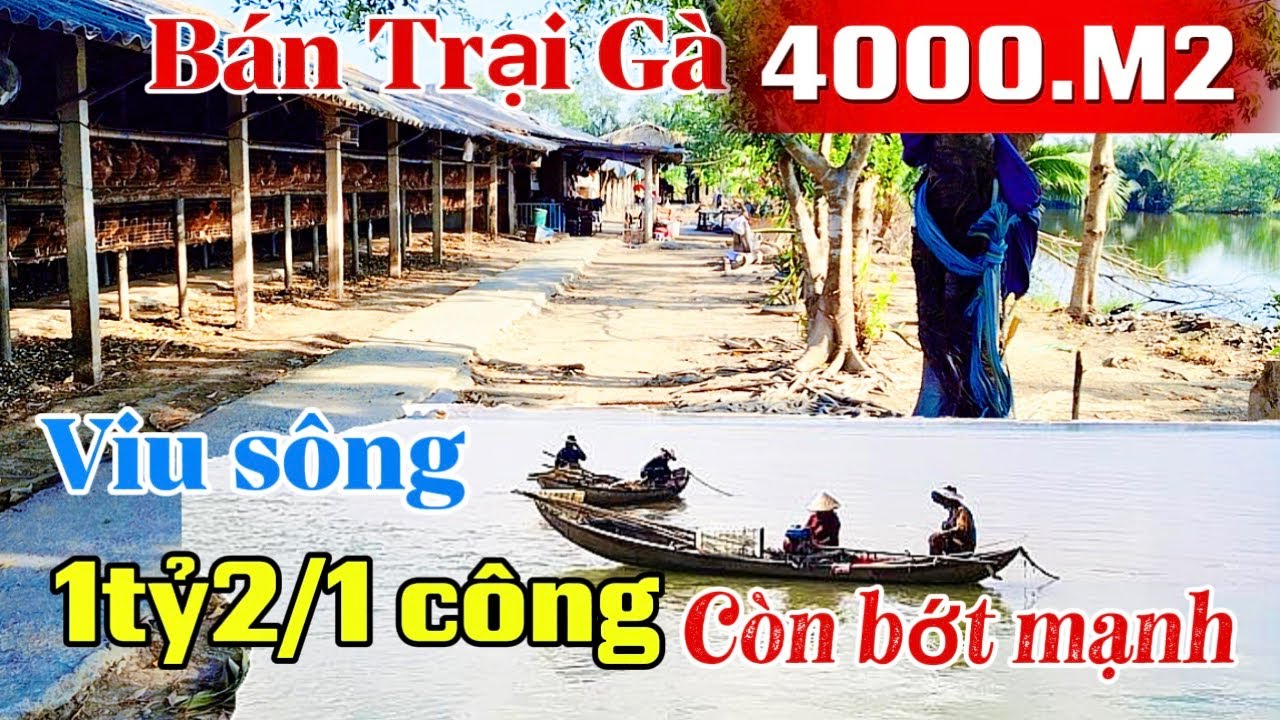 👉 TRẠI GÀ GẦN QLO50 CẦU ÔNG THÌN CẦN BÁN. Viu sông giá hợp lý . Chủ cần bán gấp