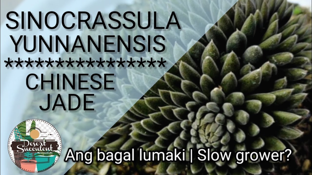 85/100 Chinese Jade Sinocrassula Yunnanensis Black Succulent || Bakit ang bagal lumaki?