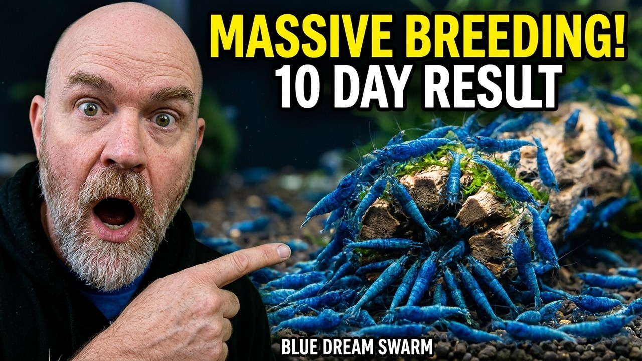 How to Set Up My Biggest Ever Blue Dream Shrimp Tank